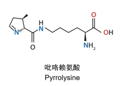 Lysine chemical structure