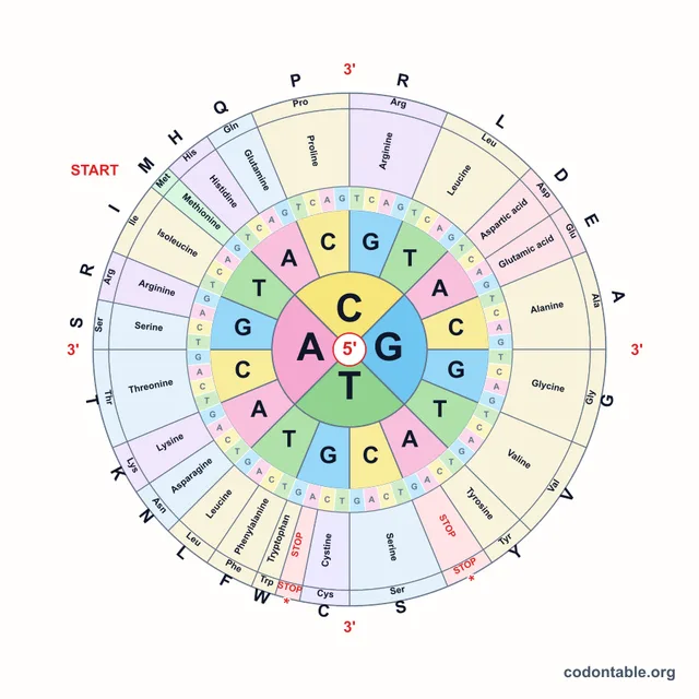 Standard DNA codon wheel chart
