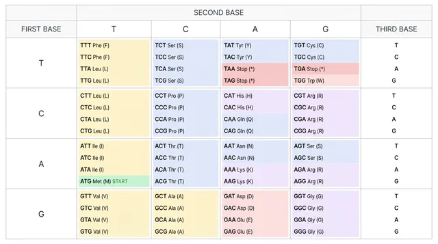 Simple DNA codon table study chart