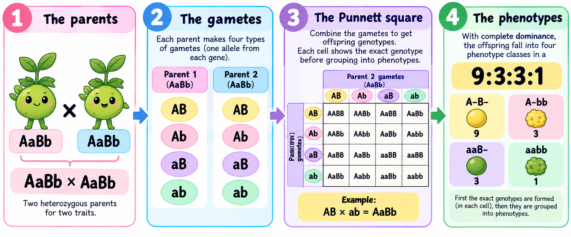 Four-step diagram of AaBb by AaBb showing AB Ab aB ab gametes, a 4 by 4 grid, and the 9:3:3:1 pattern