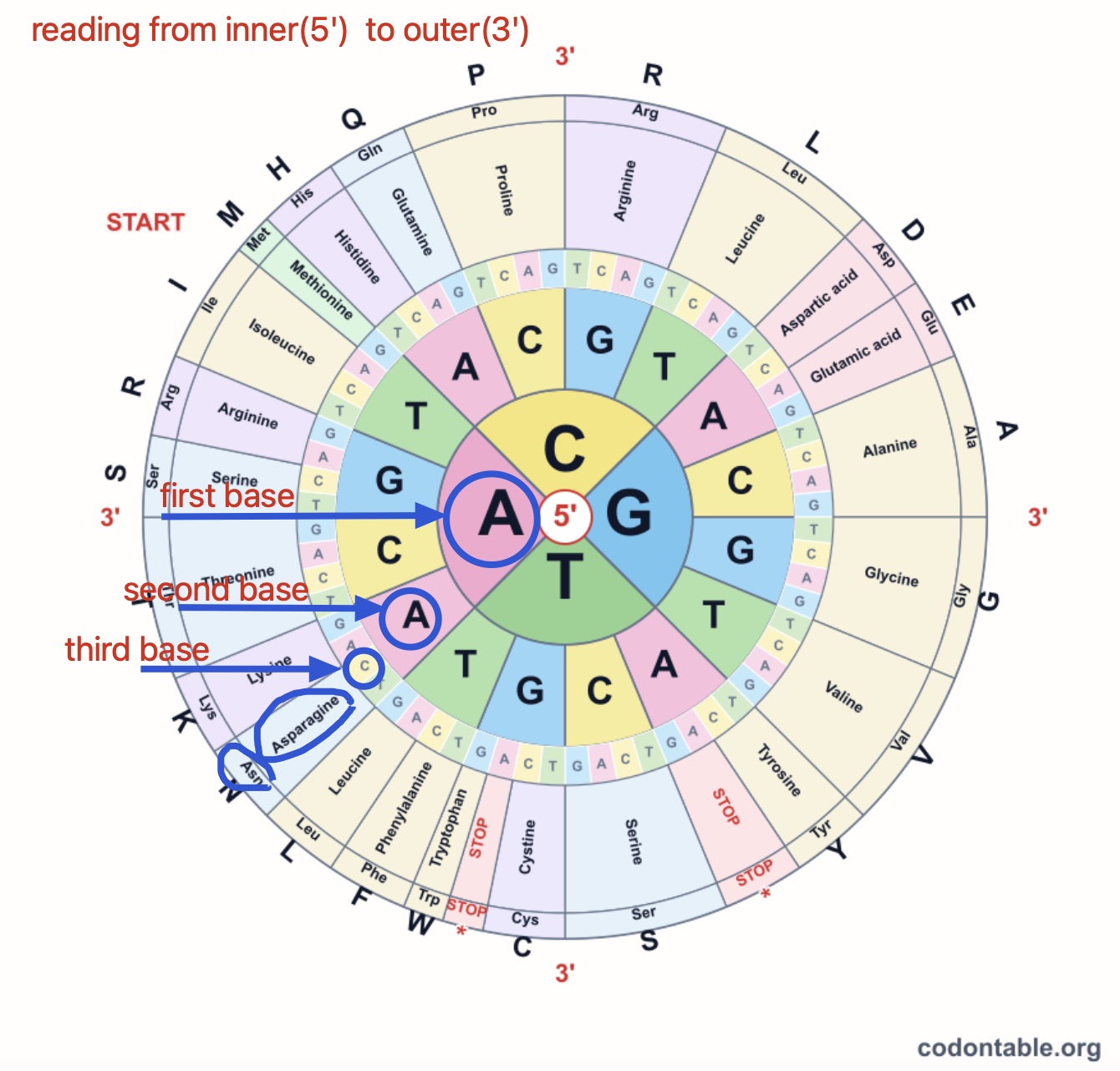 Annotated example showing how to read a codon wheel from the inner 5 prime ring to the outer 3 prime ring
